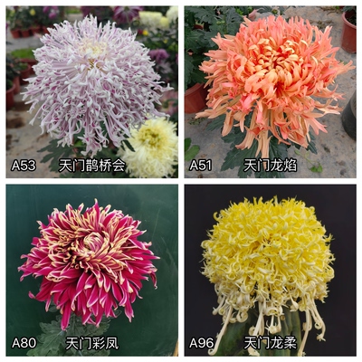 三军菊花/天门系列大菊/A2组50种/菊花苗/满30元包邮