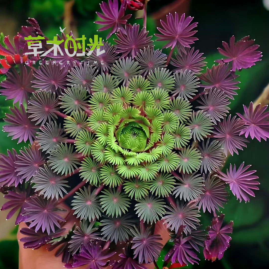 棕榈叶 酢浆草 阳台趣味开花植物盆栽 花苗带盆栽好发货