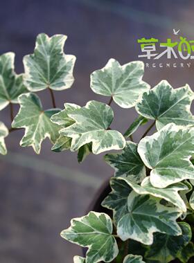 鱼尾常春藤Hedera helix' Marian '稀有网红室内观叶盆栽一物一拍