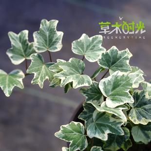 稀有网红室内观叶盆栽一物一拍 Marian 鱼尾常春藤Hedera helix