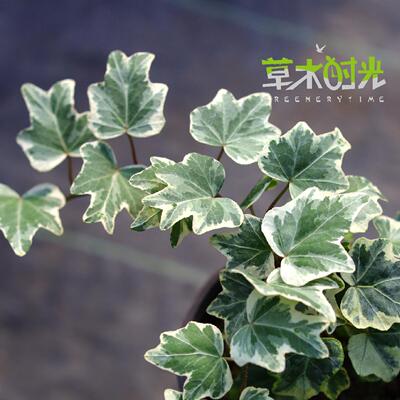 鱼尾常春藤Hedera helix' Marian '稀有网红室内观叶盆栽一物一拍
