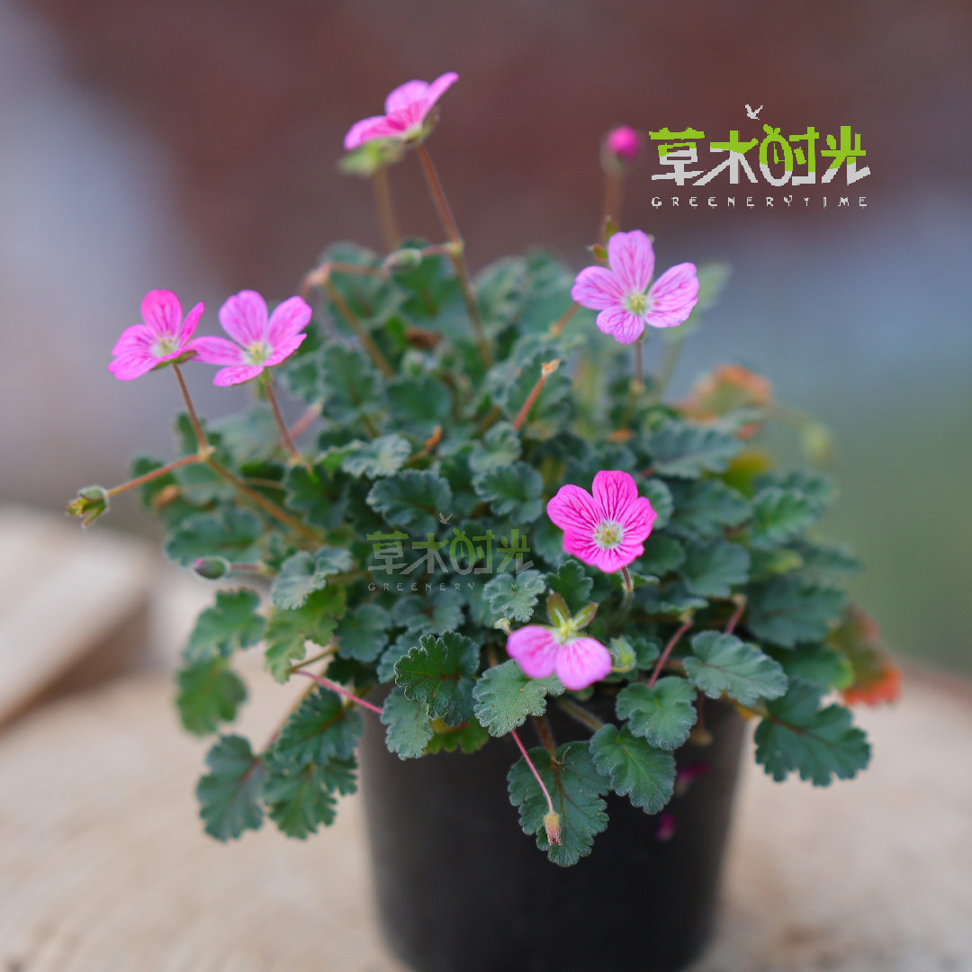 姬风露草 Erodium variabile 日本迷你山野草多年生勤花花好养