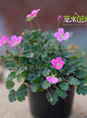 姬风露草 Erodium variabile 日本迷你山野草多年生勤花花好养