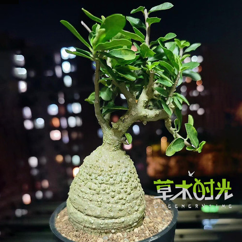 火星人夏季耐热好养块根多肉植物一物一拍