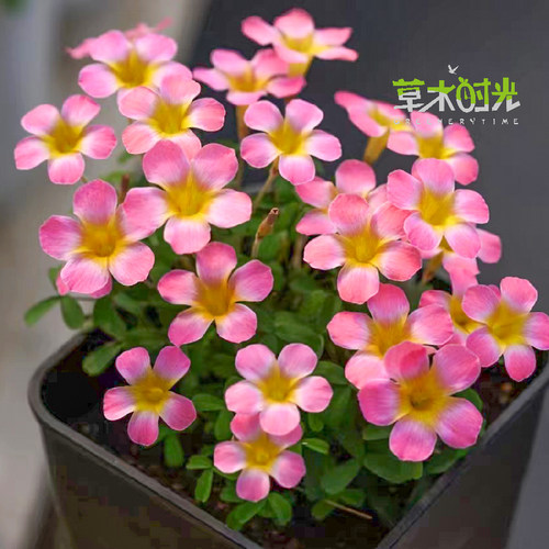 西梅糖果盒子酢浆草新收种球秋播