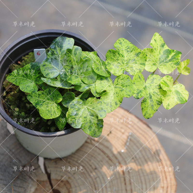 常春藤 莫吉托  Hedera helix “ Mojito” 稀有品种一物一拍