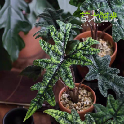 杰克琳海芋耐热绿植一物一拍