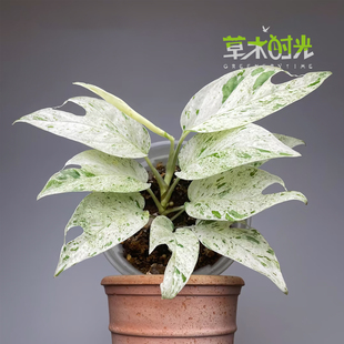 薄荷锦麒麟尾攀爬热植网红ins风绿植室内观叶桌面盆栽植物新品