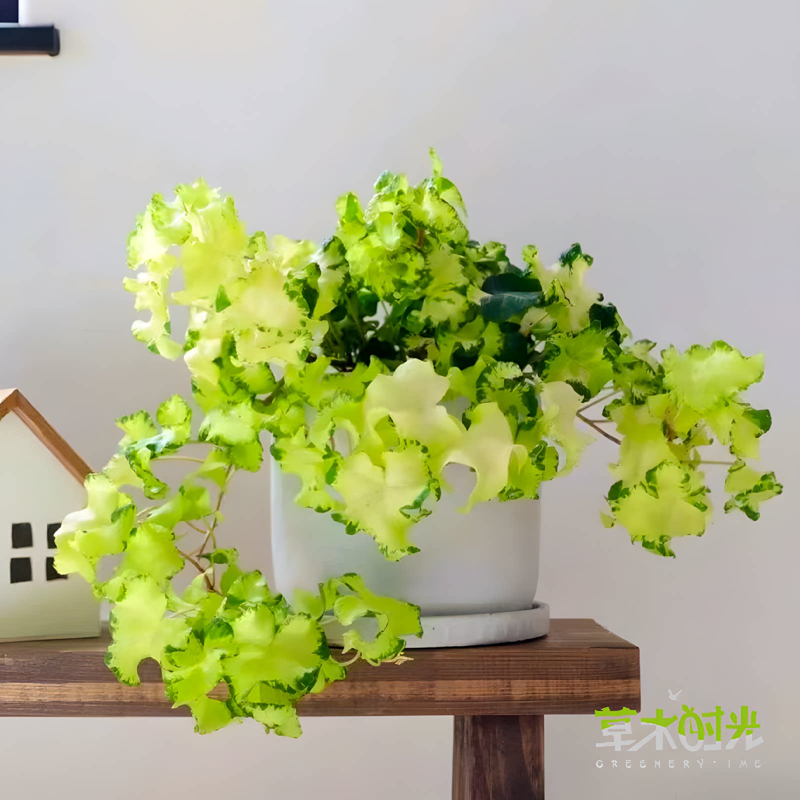 常春藤 月光灯 室内观叶网红植物新品花卉耐寒耐阴好养一物一拍