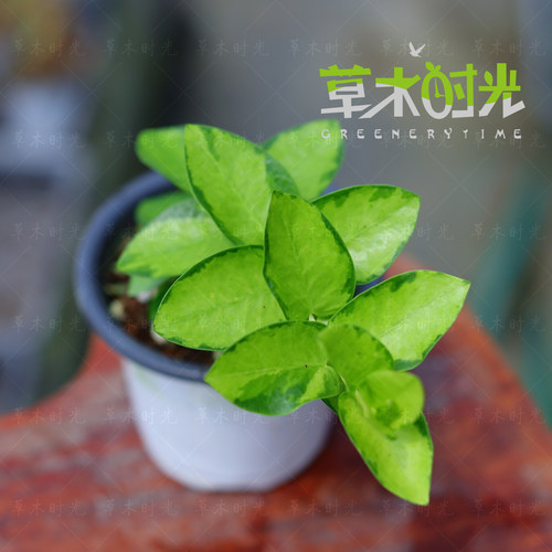 孜然内锦球兰Hoya cumingiana variegata珍稀品种阳台植物治愈系
