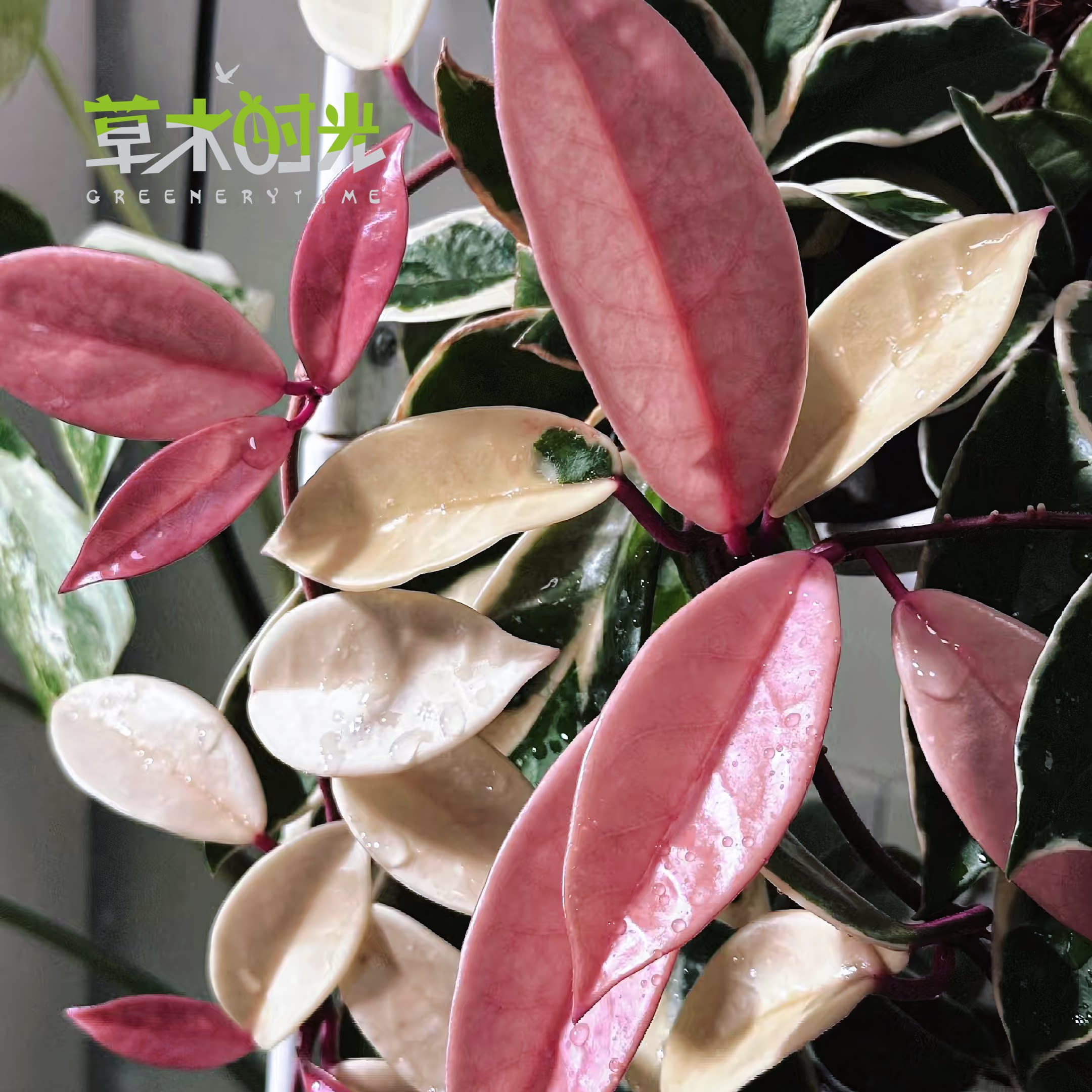 花叶球兰 三色球兰外锦球兰ins风盆栽客厅办公室网红绿植一物一拍