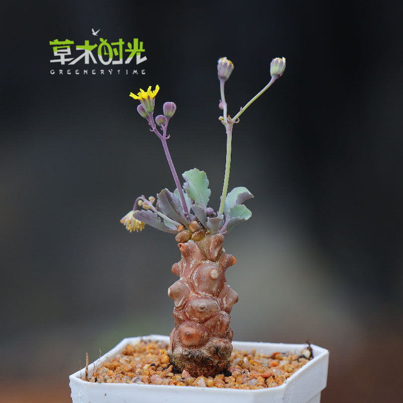 蛮鬼塔厚敦菊稀有多肉植物实拍