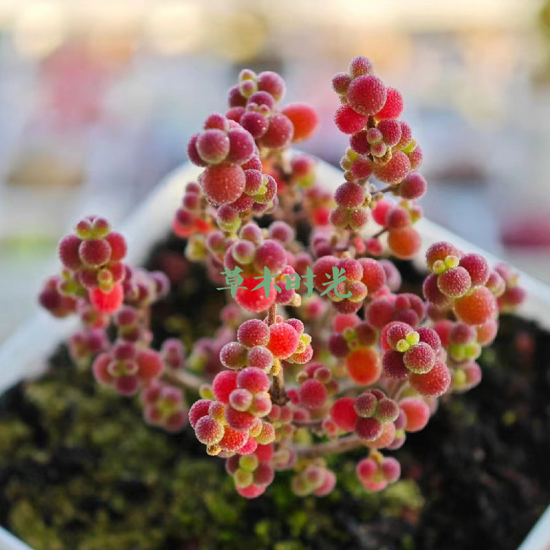 葡萄米 枝干番杏 稀有新品密叶品种多肉植物一物一拍带盆栽好发货