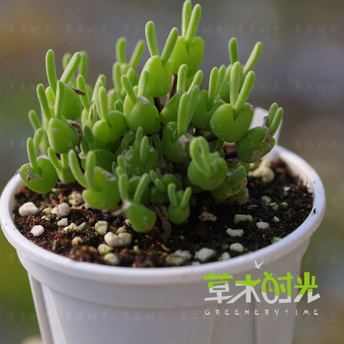 冰糕兔子块根多肉植物一物一拍
