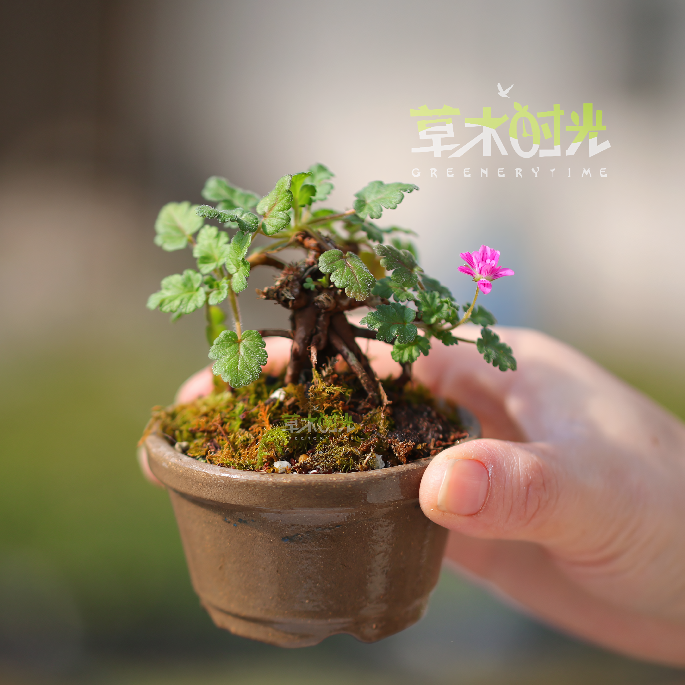 姬风露草日本山野草一物一拍
