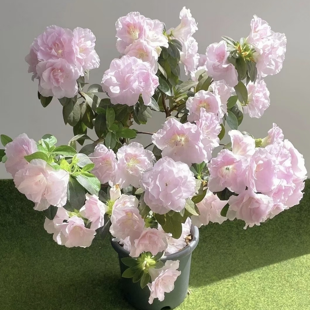 嫦娥杜鹃花 稀有盆栽四季勤花粉色重瓣大花庭院窗台花卉好养易活