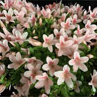 如峰山杜鹃花 盆栽稀有粉色皋月夏鹃 庭院窗台花卉 耐寒耐热易活