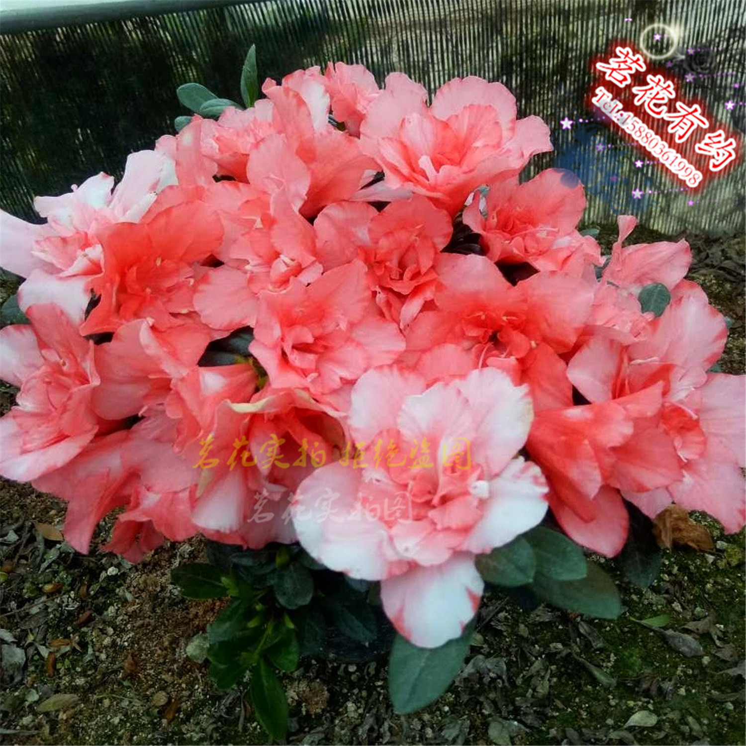 樱桃红杜鹃花苗 盆栽四季西洋杜鹃花 红舞衣 庭院窗台绿植花卉