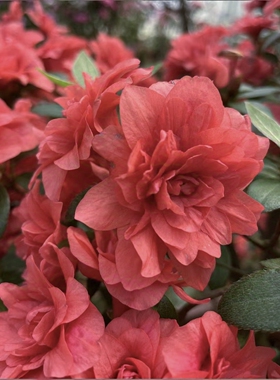 春鹃襟裳八重杜鹃花 盆栽红色重瓣映山红 庭院窗台花卉 耐寒耐热