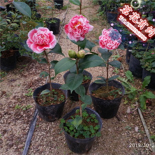 龙火珠茶花苗 盆栽稀有品种山茶花 庭院窗台绿植木本花卉产地直销