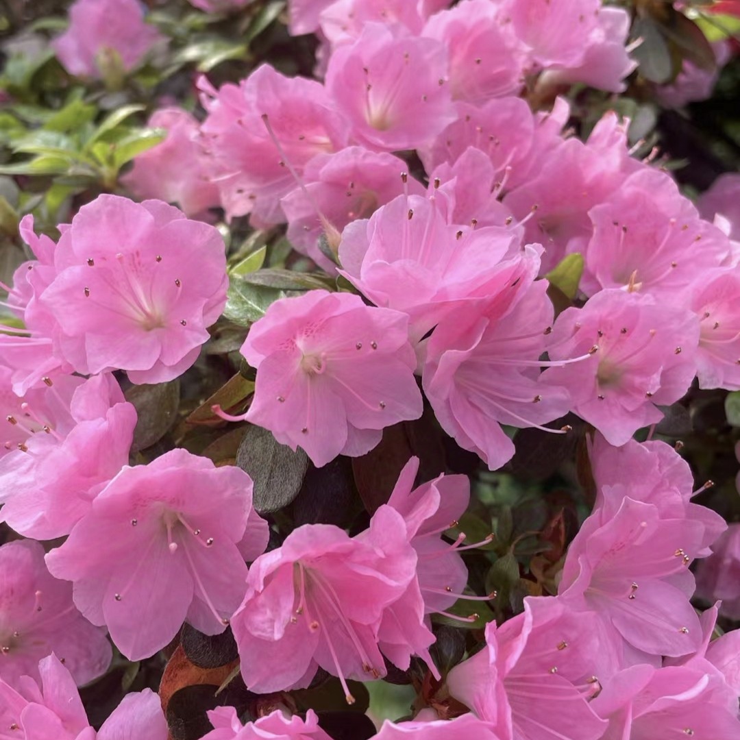 久留米胭脂杜鹃花东洋鹃 庭院窗台绿植花卉 耐寒耐热好养易活