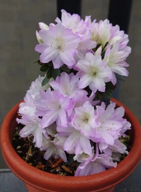 贵妇人杜鹃花东洋日本平户杜鹃盆栽庭院窗台花卉耐寒耐热好养易活