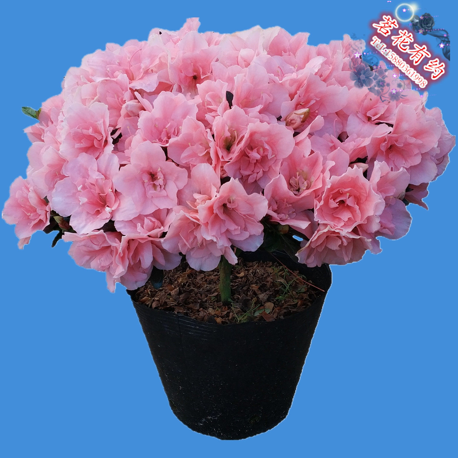 小桃红杜鹃花 盆栽四季比利时粉色杜鹃花玉麒麟 庭院窗台绿植花卉