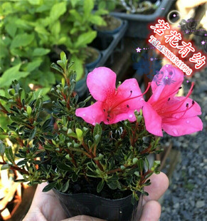 早乙女小町杜鹃花 日本进口盆栽 米叶卷叶皋月杜鹃 微盆景素材