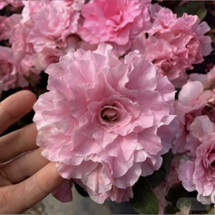 爱子彩杜鹃花 盆栽多季开花爱之彩 新品重瓣大花杜鹃庭院窗台花卉