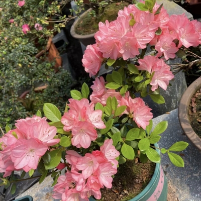 明日香杜鹃花 盆栽久留米渐变粉套瓣东鹃 庭院窗台花卉 耐寒耐热