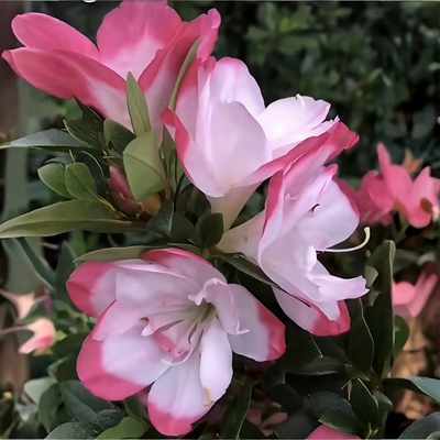 八重之月杜鹃花 盆栽皋月夏鹃复变色 庭院窗台花卉 耐寒耐热易活