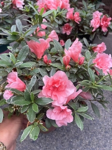 银边牡丹杜鹃花 盆栽稀有四季勤花彩叶小桃红杜鹃花 庭院窗台花卉