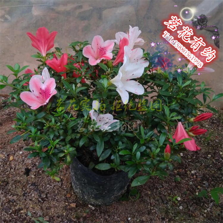 多色杜鹃花客厅阳台盆栽夏天皋月