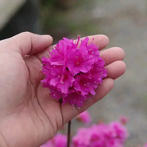 小紫杜鹃花 盆栽久留米东鹃笔紫 庭院窗台花卉耐寒耐热抗性好易活