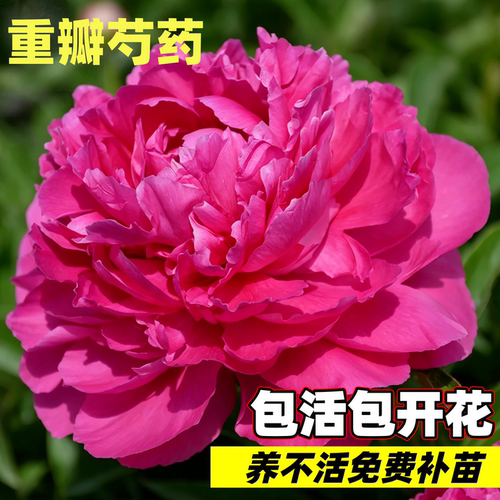 精品芍药花苗终身包对版基地直发