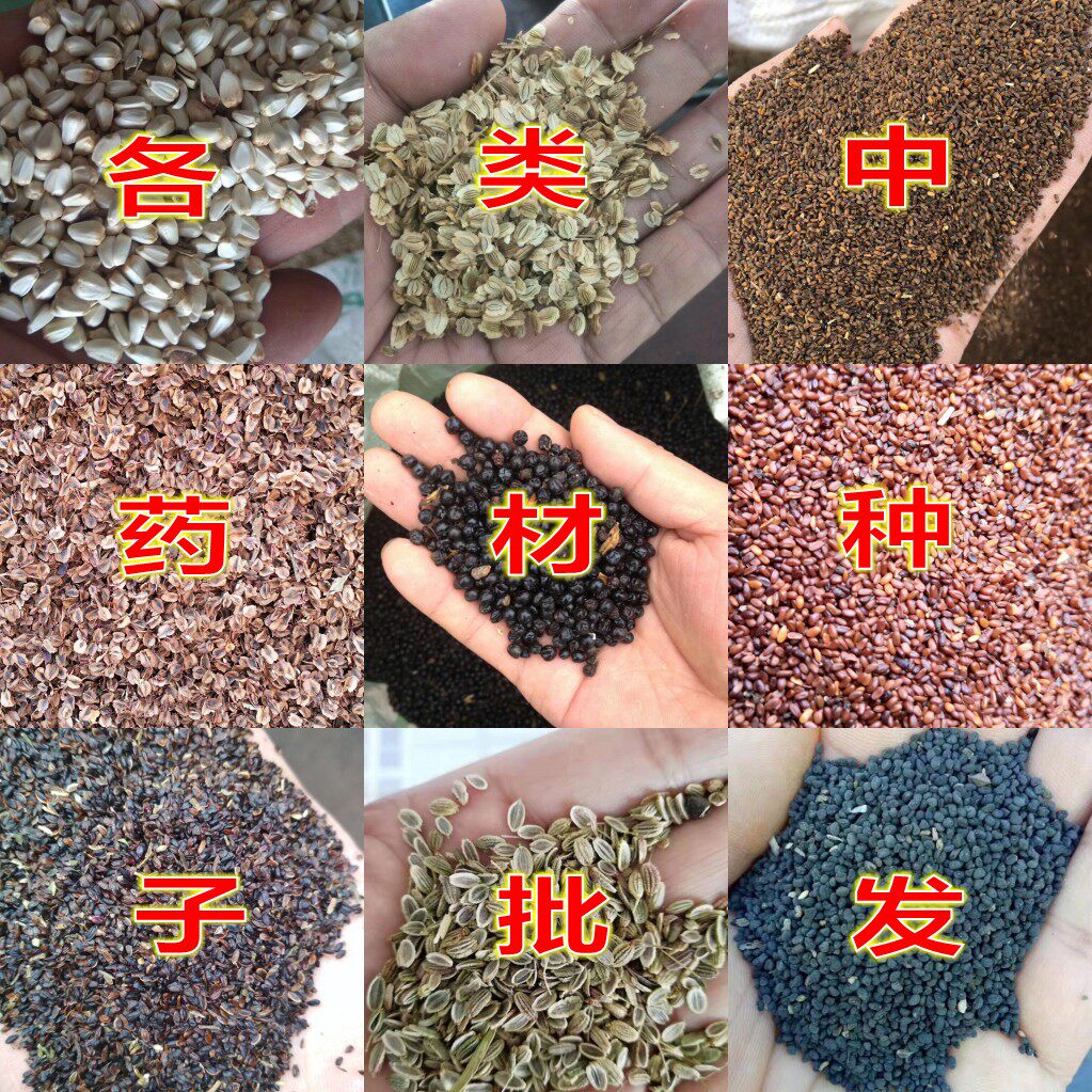 种子桔梗黄芩柴胡白术射干丹参