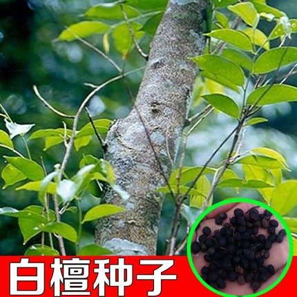 新采白檀香种子黄花梨种子印度小叶紫檀小叶金丝楠木 沉香菩提树