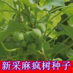 新采麻疯树种子苗木种子麻风树种子 桐油树种子能源树柴油树 林木