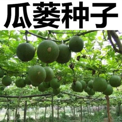 瓜蒌种子吊瓜子 天花粉栝楼吊瓜润肺祛痰中药材野生糖瓜蒌瓜种子