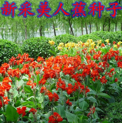 美人蕉种子红艳蕉小花美人蕉小芭蕉黄花庭院花籽易活花种籽子