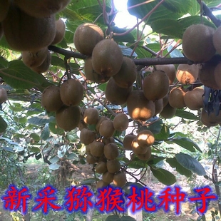 猕猴桃种子野生四季盆栽果树黄心红心猕猴桃种子农家果树种子种籽