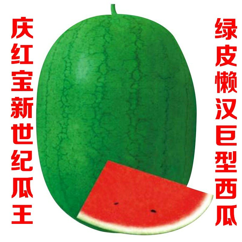 庆红宝西瓜籽麒麟王懒汉巨型西瓜种子超大超甜春季禾之元新红宝孑