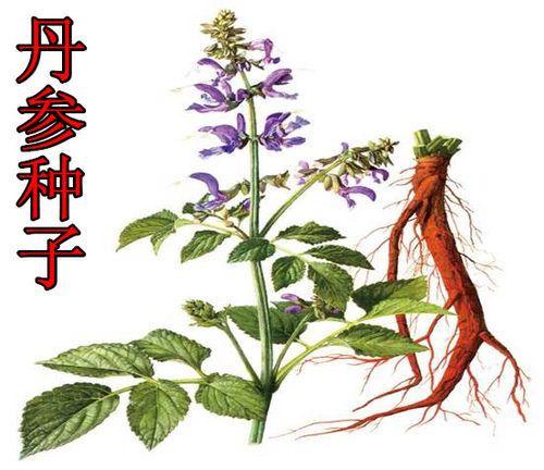 中药材种子新丹参血参红丹参种苗