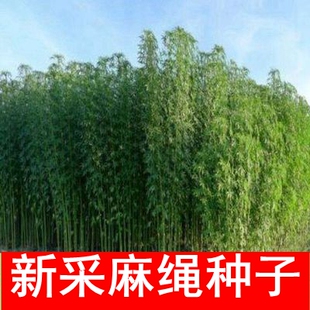 新采麻绳种子青麻茼麻红麻黄麻火麻仁农业工业经济中药材胡麻线麻