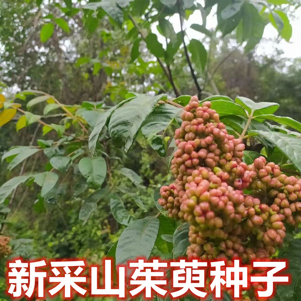 野生山辣子种子中药材吴茱萸吴芋茶辣漆辣子臭辣子树蜀芋子米辣子