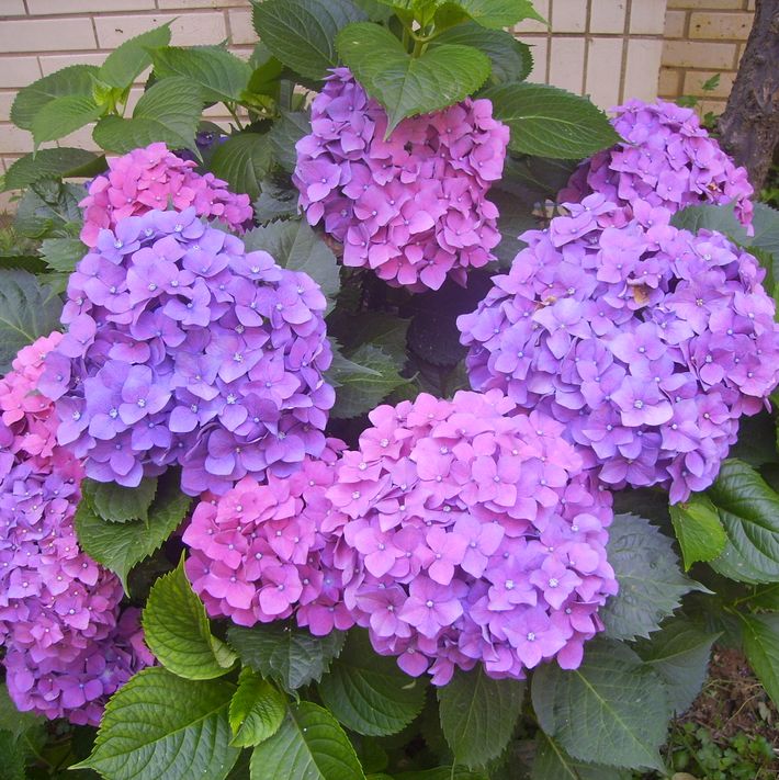 绣球花种子盆栽植物种籽子四季