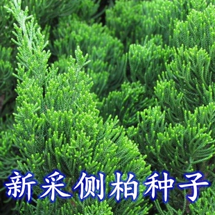 新采优质侧柏种子侧柏树种子柏树种子扁柏种子散装野生育苗林木籽