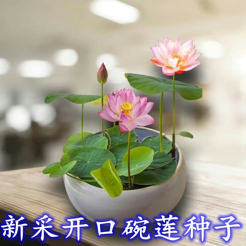 新采开口非碗莲种子 四季迷你水培植物绿植盆栽睡莲 荷花种子套餐