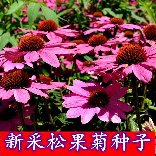 新采松果菊种子紫锥花耐寒耐热花卉园林道路景观花海绿化花籽