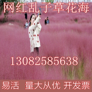 粉黛乱子草种子百日草波斯菊粉黛乱子草苗白三叶长春花籽花海种子